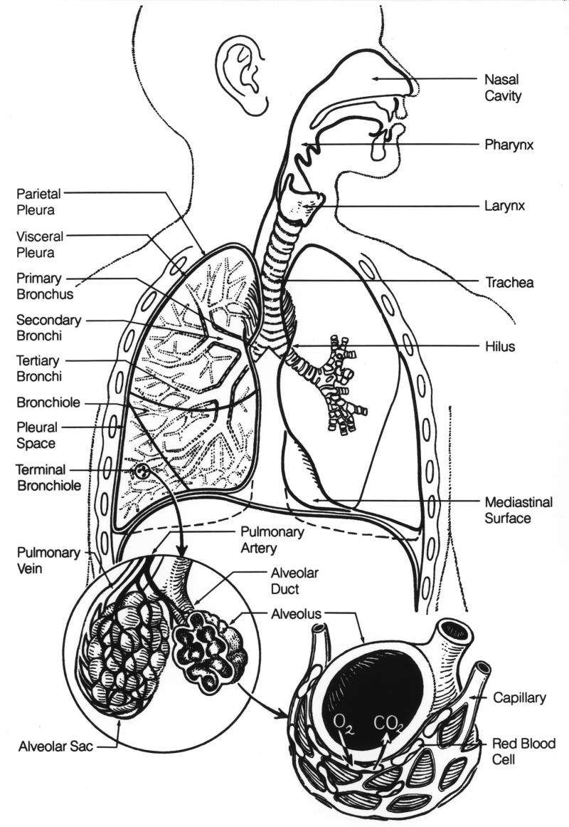 Drawing of respiratory system