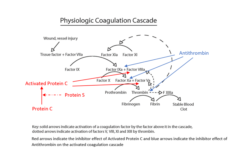 Physiologic Coagulation Cascade